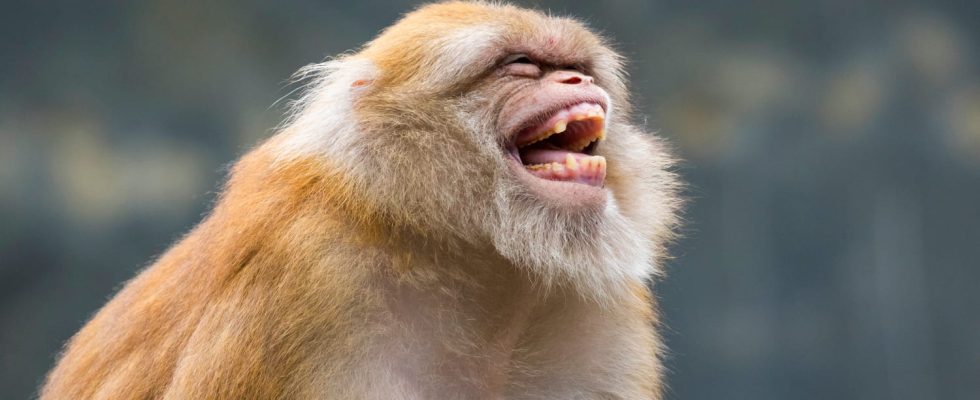 Monkeys have a good sense of humor their first jokes