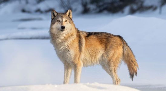 Mutant wolves from Chernobyl have developed anti cancer abilities