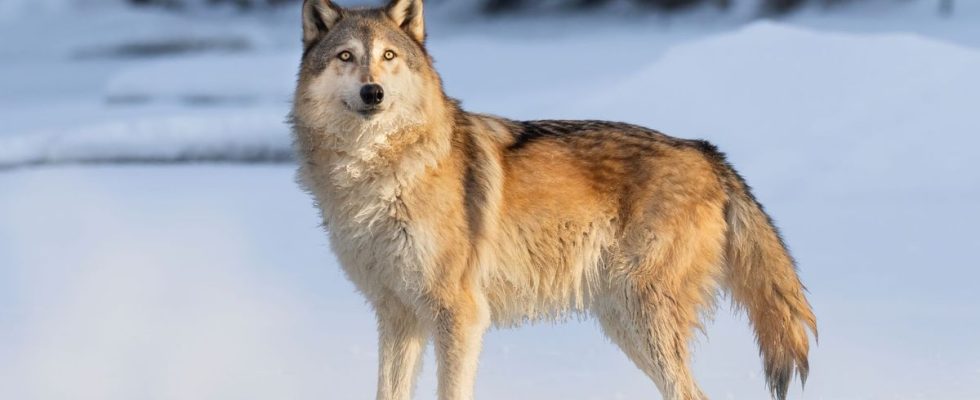 Mutant wolves from Chernobyl have developed anti cancer abilities