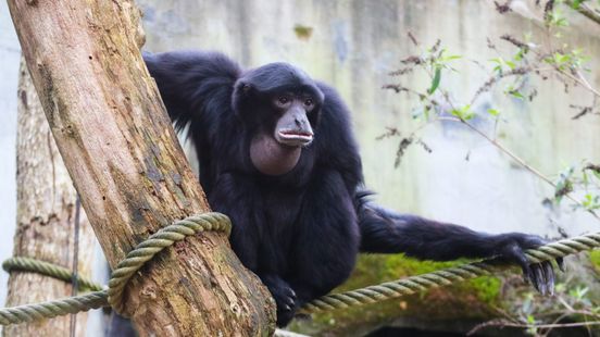 Newest monkey at Amersfoort Zoo adorns female while singing