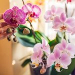 Orchids will bloom all the time if you do this