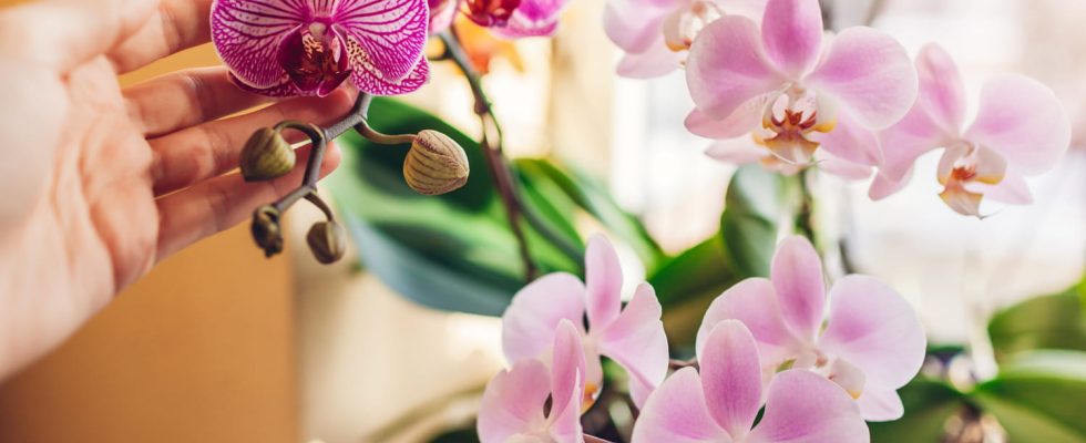Orchids will bloom all the time if you do this