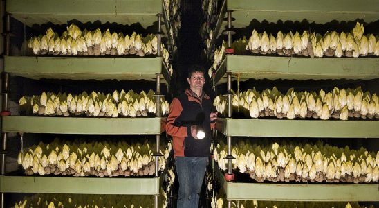 The European Green Deal contested by endive producers