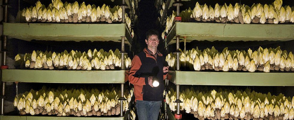 The European Green Deal contested by endive producers