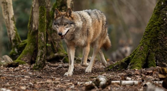 The wolf a protected species will be able to be