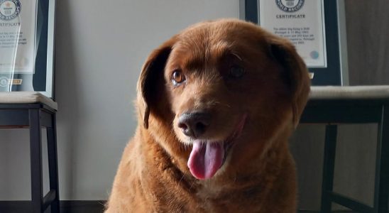 The worlds oldest dog is stripped of the record title
