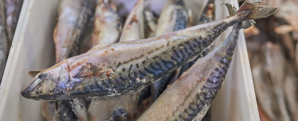 These fish sold throughout France should not be consumed