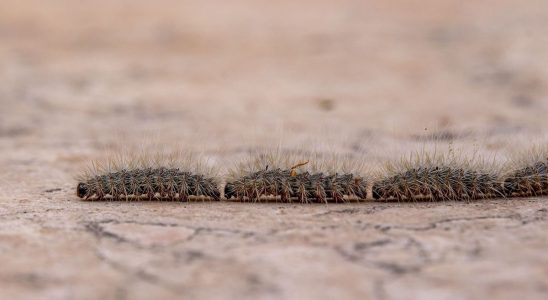 They are back Stinging caterpillars reported throughout France