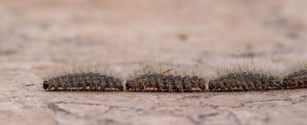 They are back Stinging caterpillars reported throughout France