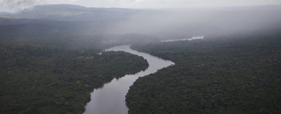 This discovery changes the history of the Amazon rainforest an