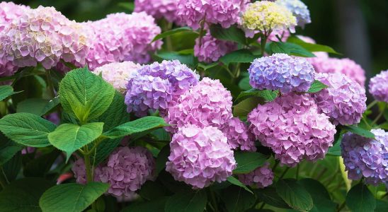 This gesture is essential from now on the hydrangeas flower