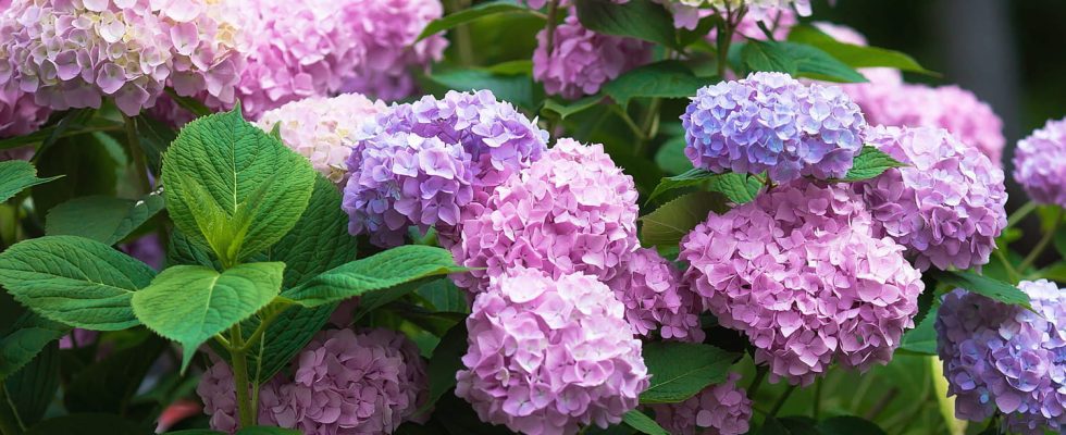 This gesture is essential from now on the hydrangeas flower