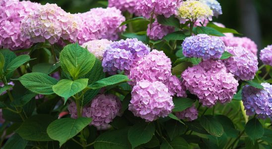 This gesture is essential now so that the hydrangeas bloom