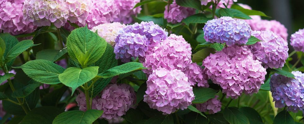 This gesture is essential now so that the hydrangeas bloom