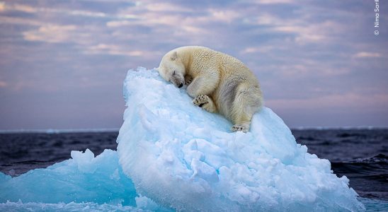 This polar bear isolated on an iceberg calls out here