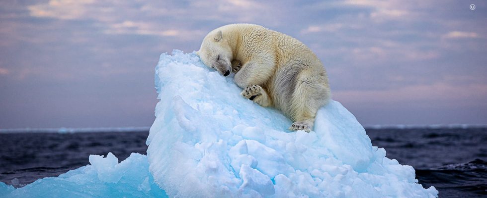 This polar bear isolated on an iceberg calls out here