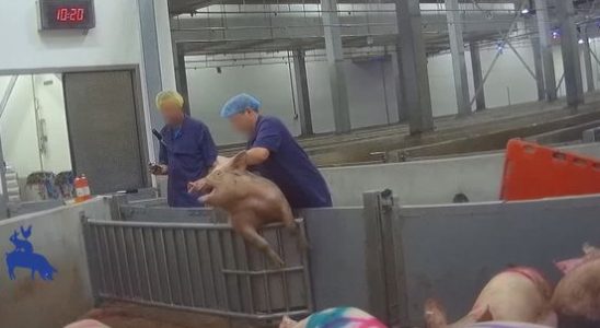 Utrecht slaughterhouses made the mistake dozens of times tens of