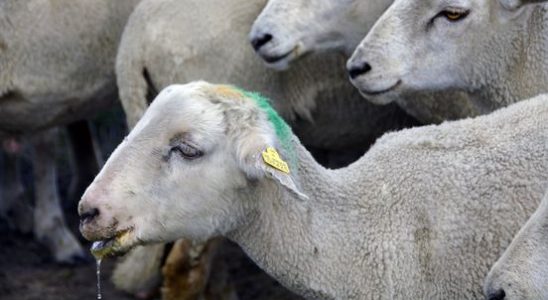 Vaccine against bluetongue virus on the way but if all
