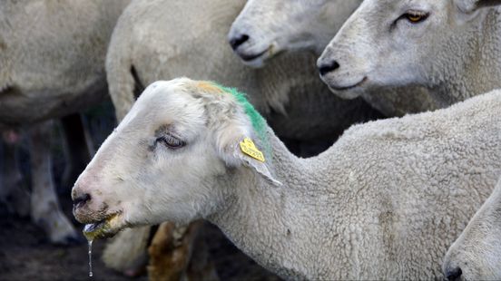 Vaccine against bluetongue virus on the way but if all