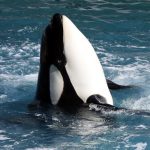 in Antibes three orcas worry animal rights activists
