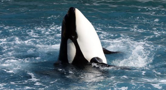 in Antibes three orcas worry animal rights activists