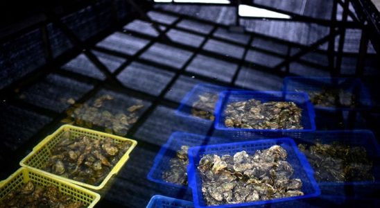in Morbihan oyster farmers are gambling for their survival –