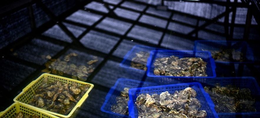 in Morbihan oyster farmers are gambling for their survival –