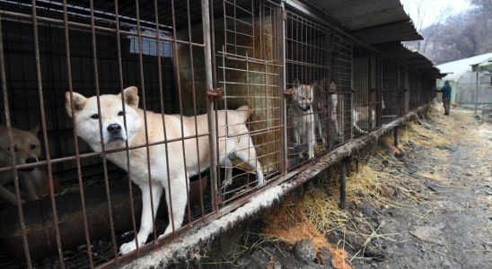 towards the ban on the sale of animals at auction