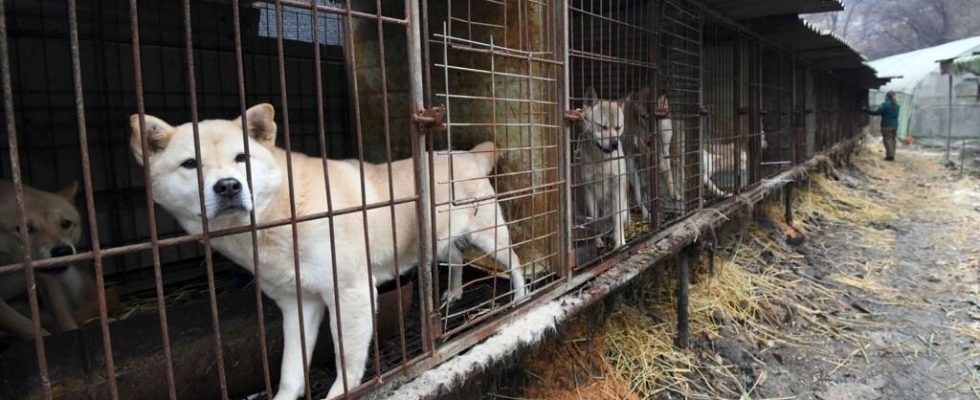 towards the ban on the sale of animals at auction