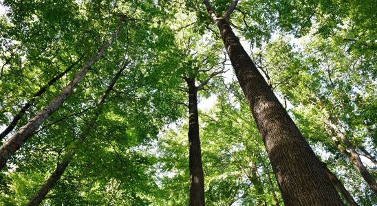 what if you invested in a forest – The Express