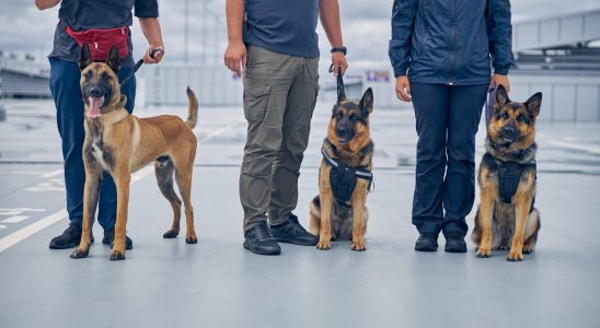 10 Incredible Things These Sniffer Dogs Can Detect