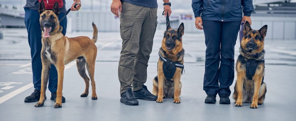 10 Incredible Things These Sniffer Dogs Can Detect