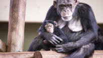 A friend of the monkeys donated 23 million euros to