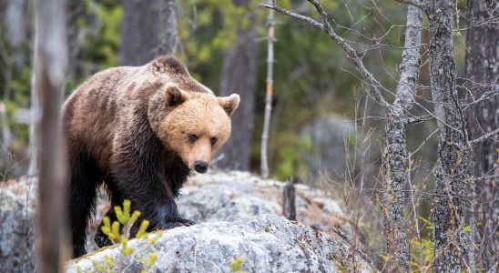 Aggressive bear on the loose in Slovakia – five injured