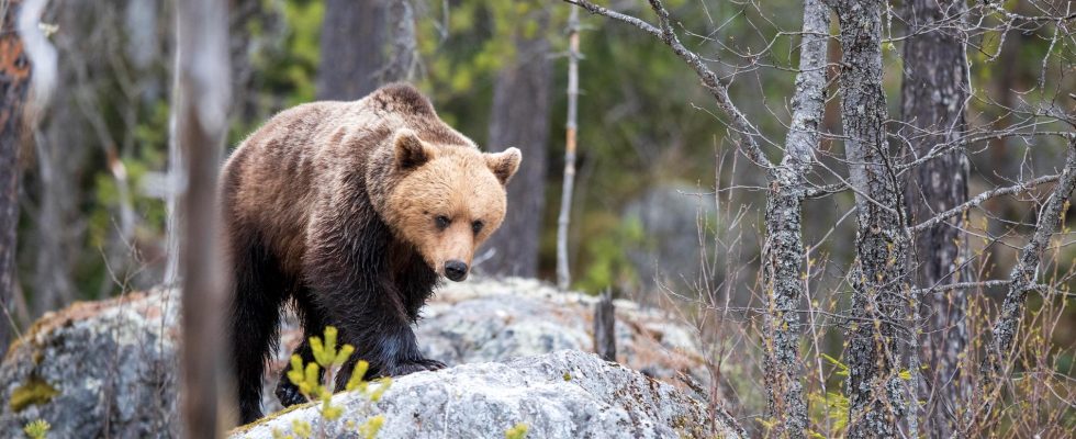 Aggressive bear on the loose in Slovakia – five injured