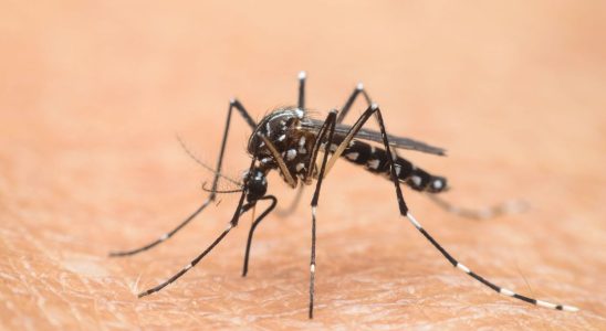 Also discovered in Normandy the tiger mosquito is now everywhere