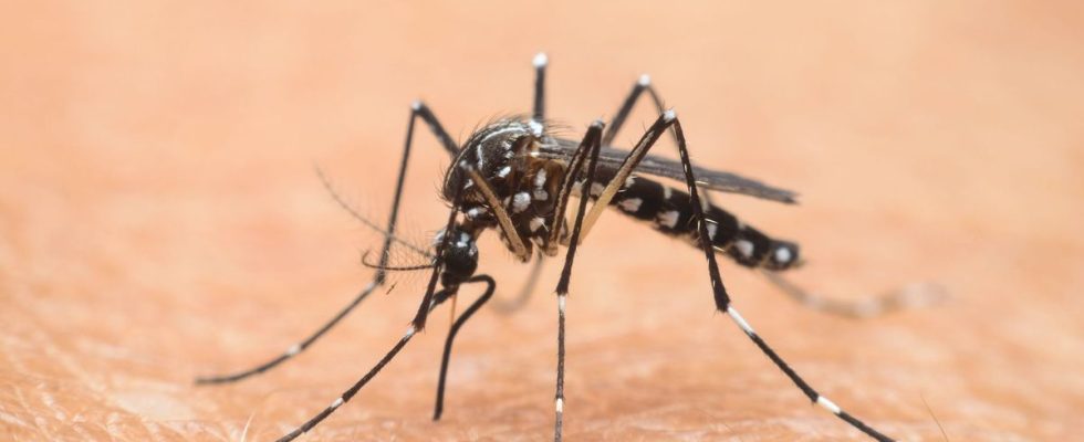 Also discovered in Normandy the tiger mosquito is now everywhere