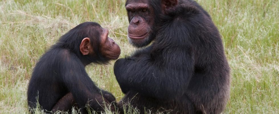 Anonymous donates 17 million to monkeys at the zoo