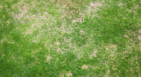 Bad lawns come back to life in just 10 days
