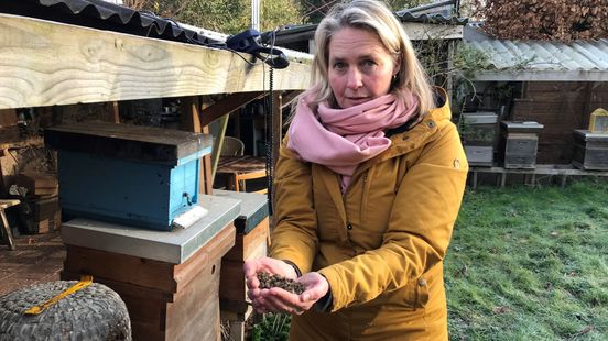 Bee mortality shocks beekeeper from Groenekan This problem is enormously