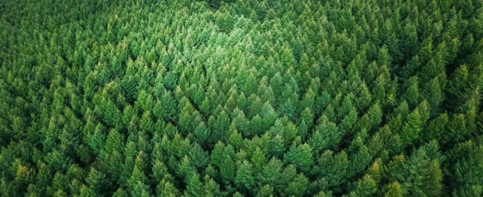 Biodiversity protects forests from the effects of climate change