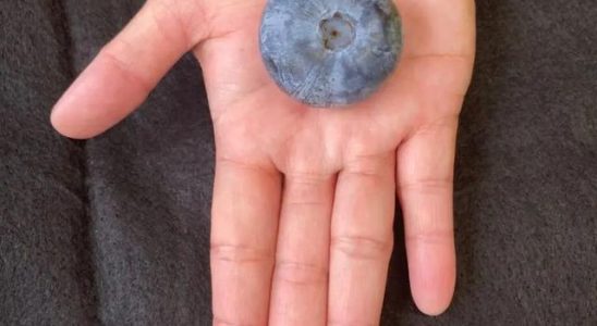 Blueberries grown in Australia broke the world record for their