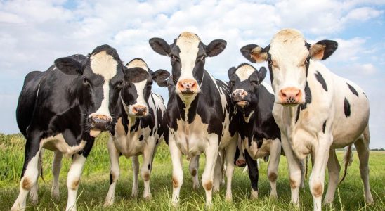 Climate reducing greenhouse gases from cattle farms is possible
