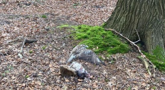 Dead animals in forest area just across the Utrecht provincial