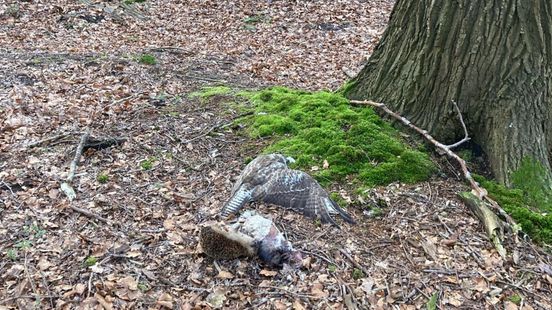 Dead animals in forest area just across the Utrecht provincial