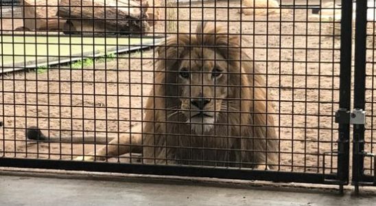 Dumped lion Remy moves to South Africa He will get