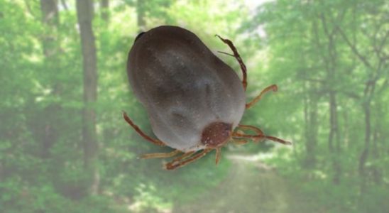 First tick bites reported in the province of Utrecht due