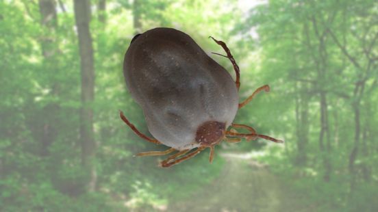 First tick bites reported in the province of Utrecht due