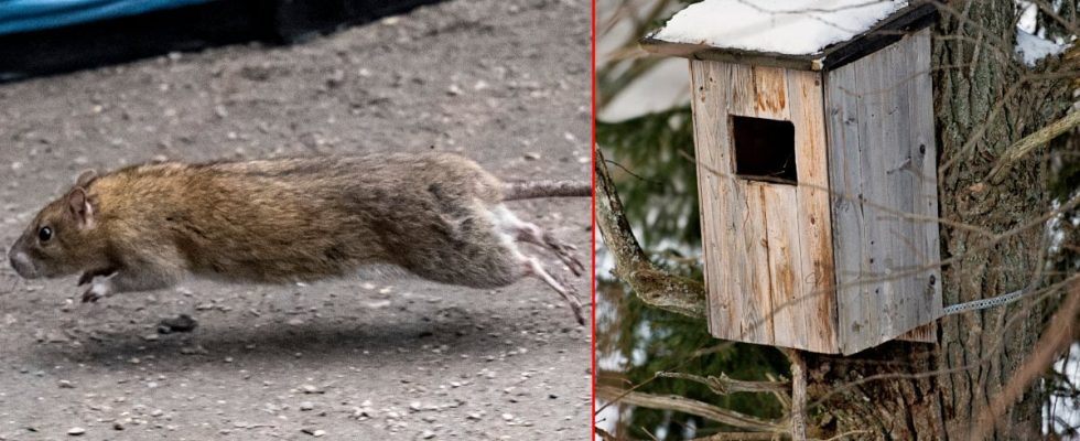 Here rats are fought with birdhouses
