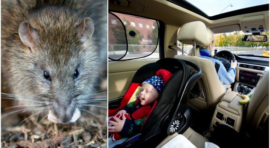 How rats get into your car Climbing up